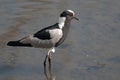 Blacksmith Lapwing