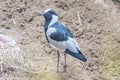 Blacksmith Lapwing watching something closely, Charadriidae