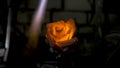 Blacksmith makes an iron rose. Man makes a rose out of iron