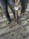 Blacksmith modify worn and overgrown horse hoof Royalty Free Stock Photo