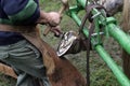 Blacksmith With Percheron Horse, Trimming Hoof with Cutting Knife Royalty Free Stock Photo