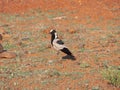 Blacksmith plover Royalty Free Stock Photo