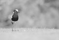 Blacksmith plover Royalty Free Stock Photo