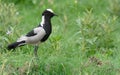 Blacksmith plover Royalty Free Stock Photo