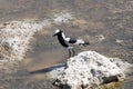 Blacksmith Plover, Hoplopterus armatus, in Etosha National Park, Namibia