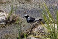 Blacksmith Plover, Hoplopterus armatus, searches for food in the wetlands. Namibia