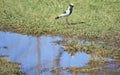 BLACKSMITH PLOVER STANDING NEXT TO PUDDLE OF WATER