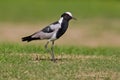 Blacksmith plover (vanellus armatus) Royalty Free Stock Photo