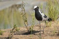 Blacksmith plover (Vanellus armatus) Royalty Free Stock Photo