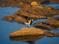 Blacksmith plover, Vanellus armatus. Madikwe Game Reserve, South Africa Royalty Free Stock Photo