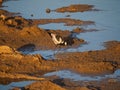 Blacksmith plover, Vanellus armatus. Madikwe Game Reserve, South Africa Royalty Free Stock Photo