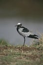 Blacksmith plover, Vanellus armatus Royalty Free Stock Photo