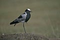 Blacksmith plover, Vanellus armatus Royalty Free Stock Photo