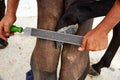 Blacksmith sanding a hoof