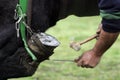Blacksmith Shoeing Draft horse Royalty Free Stock Photo