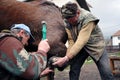 Blacksmith shoeing a horse