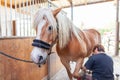 Blacksmith works on a horse hoof