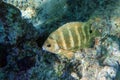 Blackspot sergeant fish, Red sea,Egypt Royalty Free Stock Photo