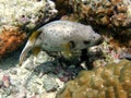 Blackspotted puffer