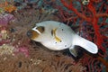 Blackspotted Puffer, Arothron nigropunctatus Royalty Free Stock Photo