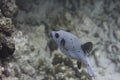 Blackspotted puffer (Arothron nigropunctatus) Royalty Free Stock Photo