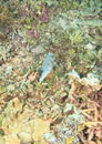 Blackspotted puffer on coral reef Royalty Free Stock Photo