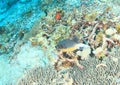 Blackspotted puffer on coral reef Royalty Free Stock Photo