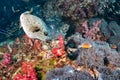 Blackspotted puffer fish in Andaman sea, Thailand Royalty Free Stock Photo