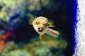 Blackspotted puffer