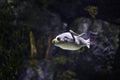 Blackspotted puffer fish Arothron nigropunctatus, also known as the dog-faced puffer Royalty Free Stock Photo