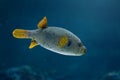 Blackspotted Puffer fish or Dog-faced Puffer Royalty Free Stock Photo