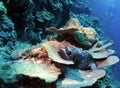 Blackspotted Puffer Fish