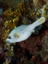 Blackspotted Puffer Fish Royalty Free Stock Photo
