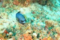 Blackspotted puffer swimming above coral reef