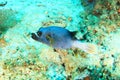 Blackspotted puffer swimming above coral reef