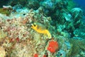 Blackspotted puffer swimming above coral reef