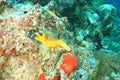 Blackspotted puffer swimming above coral reef