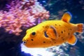 Blackspotted Puffer Swimming By The Coral Royalty Free Stock Photo