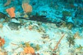 Blackspotted puffer swimming on coral reef