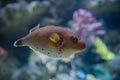 Blackspotted puffer swimming quickly about
