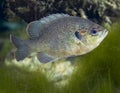 Blackspotted Sunfish - Fanning Springs Royalty Free Stock Photo