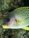 Blackspotted sweetlips Royalty Free Stock Photo