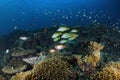 Blackspotted Sweetlips over Coral Reef