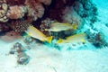 Blackspotted sweetlips in red sea