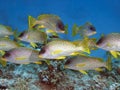 Blackspotted sweetlips