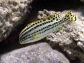 Blackspotted sweetlips