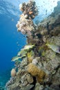 Blackspotted sweetlips on a tropical coral reef.