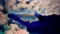 Blackspotted wrasse - Macropharyngodon meleagris