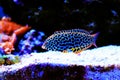 Blackspotted wrasse - Macropharyngodon meleagris