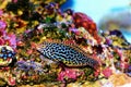 Blackspotted wrasse - Macropharyngodon meleagris Royalty Free Stock Photo